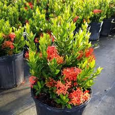 Image result for Ixora fastigiata