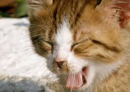 Cats sneeze for all kinds of reasons, just like humans do. Cat Keeps Sneezing But Seems Fine Cute Litter Box