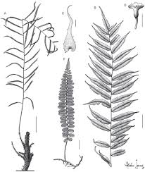 Image result for Lomariopsis warneckei