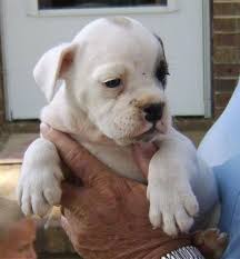 If the other parent breed has a similar temperament, then you should be able to expect the same from an english bulldog mix. Engam Bulldog Dog Breed Pictures 1