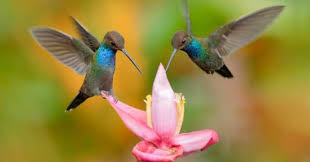 Cara membuat origami burung dalam bahasa inggris dan artinya. Deskripsi Burung Dalam Bahasa Inggris Dan Artinya Bahasa Inggris Xyz