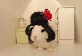 Cele mai haioase imagini, poze si fotografii, imagini haioase, imagini comice, poze si fotografii vesele, haioase, comice, funny, de ras, hazlii. Iepurasi Simpatici In Poze Haioase