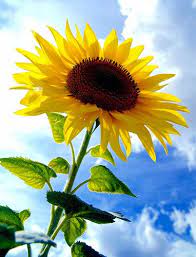 Sunflower Sunflower Happy Flowers Flowers