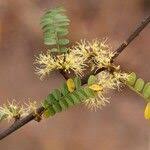 Image result for Haplocoelum