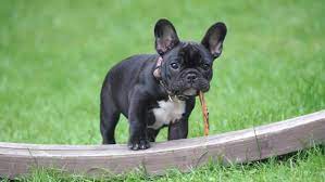 That's about 0.8 pounds pr week. French Bulldog Growth Weight Chart Everything You Need To Know Pawlicy Advisor