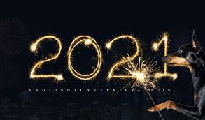 Happy New Year 2021 English Toy Terrier Black And Tan Catch the happy spirit in our new year image collection. year 2021 english toy terrier
