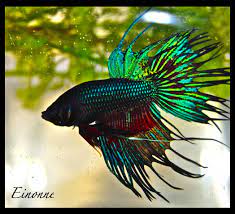 Read on to learn about how these happy accidents were first discovered. Betta Fish Quotes Quotesgram