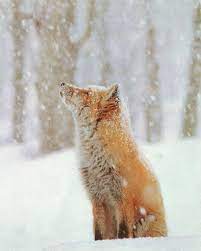 Winter Time Fox In Snow Animals Cute Animals