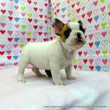 3 boys and 1girl ( first picture) ready to new home (its not adoption). French Bulldog Puppies Oregon For Sale Pets Lovers