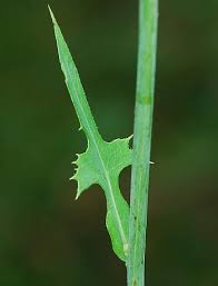 Image result for Mostuea hirsuta