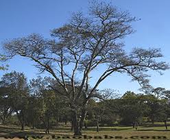 Image result for Acacia polyacantha