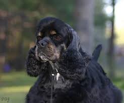 Black And Tan American Cocker Spaniel Pbj Cockers Beautiful Sunny Black And Tan Cocker Spaniel American Cocker Spaniel Cocker Spaniel Spaniel Puppies