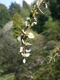 Image result for Berberis verruculosa