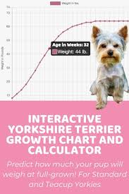 As a trainer and behavioral consultant, the biggest problems i see with yorkies have to do with how their owners treat. Interactive Yorkshire Terrier Growth Chart And Calculator Puppy Weight Calculator Growth Chart Weight Calculator Yorkshire Terrier
