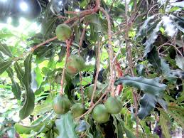 Image result for Macadamia aff. integrifolia