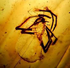 Image result for Amber