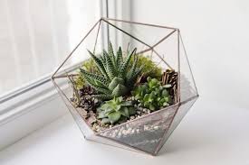 Las cactáceas, a su ves esta tienen géneros, y los géneros tienen especies (ssp), y estas. Como Cuidar Las Plantas Suculentas Guia De Cuidados