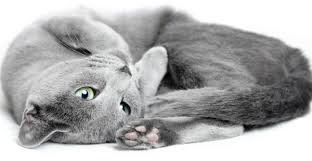 The domestic shorthair cat is the shorthair mutt of american cats. Understanding Your Russian Blue Cat Prettylitter Prettylitter