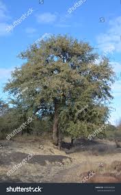 Image result for Combretum imberbe