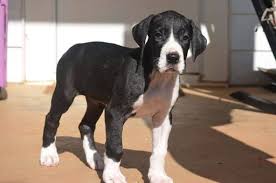 Oh my gosh, that head tilt. View Ad Great Dane Litter Of Puppies For Sale Near Virginia Martinsville Usa Adn 16878