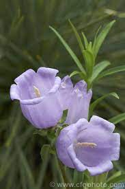 Pin On Flowers