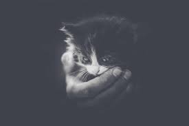 How far can a cat see in the dark? Can Cats See In The Dark Live Long And Pawspurr
