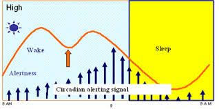 Image Result For Normal Circadian Rhythm Chart Clock