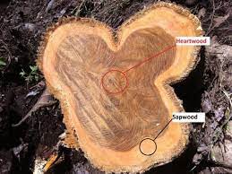 How to clean teak furniture. How To Identify Real Teak Wood In 6 Easy Steps Start Woodworking Now