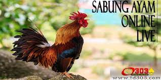 Sabung ayam atau adu ayam adalah sebuah pertarungan yang sering dilakukan oleh masyarakat di dunia, yang dimana kedua ayam di pertarungkan untuk mencari kemenangan. Berikut Kelebihan Serta Langkah Melatih Ayam Peruvian Supaya Jadi Ayam Aduan Yang Kuat By Agent Id303 Medium