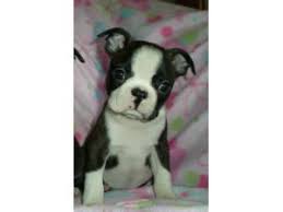 Bostons are generally eager to please their owner and can be. Boston Terrier Puppies For Sale