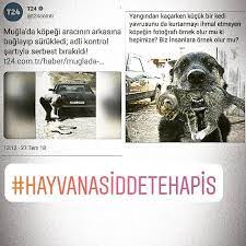 delilah adli kullanicinin sosyal mesajlar panosundaki pin yavru kediler kedi fotografi