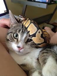 So Cute And Funny Ball Python Head Scarf For A Very Perturbed Cat Cute Snake Cute Reptiles Cute Funny Animals