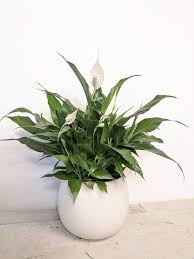 We did not find results for: Calming Grace Peace Lily Plant Beaudry Flowers