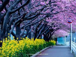 Jimat untuk menyembuhkan penyakit 6. Tak Hanya Sakura Inilah Bunga Bunga Musim Semi Di Jepang Yang Tak Kalah Cantik