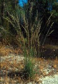 Image result for Ehrharta