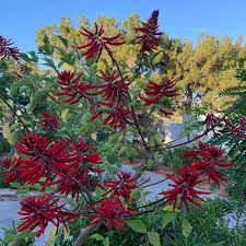 Image result for Erythrina falcata