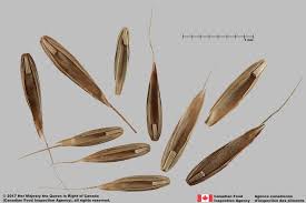 Image result for Lolium