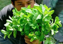 Cara Mengolah Daun Mint Menjadi Minuman Sehat Menanam Tanaman Mint