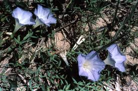 Image result for Bonamia