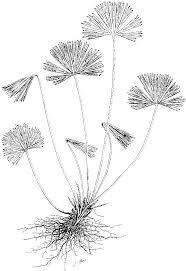 Image result for Actiniopteris radiata