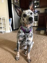 This can't be 100% true. This Is Iris My 4 Month Old Blue Heeler Australiancattledog