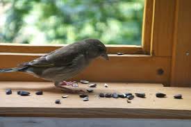 العثور على أيّ جهاز android مفقود أو استصدار رنين له أو إقفاله أو محو بياناته. Ø¹Ù„Ø§Ù…Ø§Øª Ø¹Ù† Ø§Ù„Ø±ÙŠØ´ ÙˆØªÙØ³ÙŠØ±Ù‡ Ù„Ù„Ø¥Ù†Ø³Ø§Ù† Ø§Ù„Ø­Ø¯ÙŠØ« Ø¹Ù„Ø§Ù…Ø§Øª Ø³Ø­Ø±ÙŠØ© Ø­ÙˆÙ„ Ø±ÙŠØ´Ø© Ø§Ù„Ø·ÙŠÙˆØ± Ù„Ù„ØµØ­Ø© Ù…Ù† Ø±ÙŠØ´ Ø§Ù„Ø·ÙŠÙˆØ±