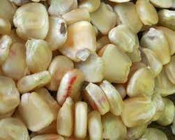Hickory King Dent Corn Heirloom Seeds Corn Garden Seeds