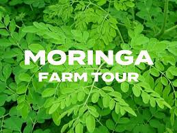 Image result for Moringa
