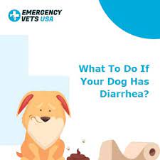 Other symptoms of rectal tumors include straining to defecate and pain. Dog Vomiting And Diarrhea Medicine Www Macj Com Br