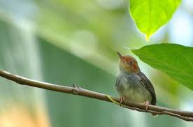 Suara, harga, ciri, jenis, habitat, dan perawatannya. Tips Dan Cara Perawatan Burung Prenjak Bahan Muda Hutan Yang Baik Dan Benar Paling Lengkap Kicau Mania