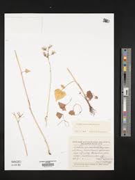 Image result for Lactuca imbricata