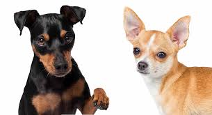 Always the first to defend the house and bark at anyone or anything that comes to the door. Miniature Pinscher Chihuahua Mix Breed A Guide To The Chipin Dog