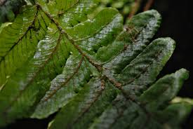 Image result for Trichomanes