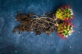 A cactus (plural cacti, cactuses, or less commonly, cactus)3 is a member of the plant family cactaceae cactus spines are produced from specialized structures called areoles, a kind of highly reduced branch. Discover The 3 Cactus Parts That Sets It Apart Succulent Alley